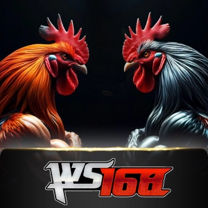Ws168 Sabung - STORYBET138